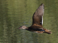 Canard mandarin
