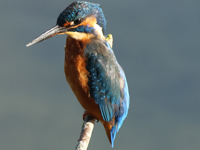 Martin-pêcheur d'Europe