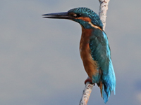 Martin-pêcheur d'Europe
