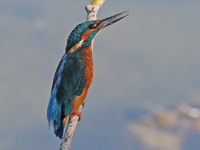 Martin-pêcheur d'Europe
